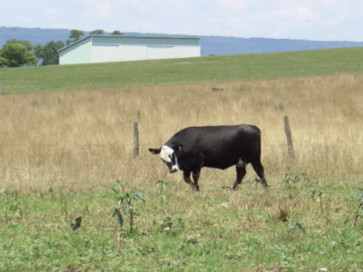 Shady Spring Farm